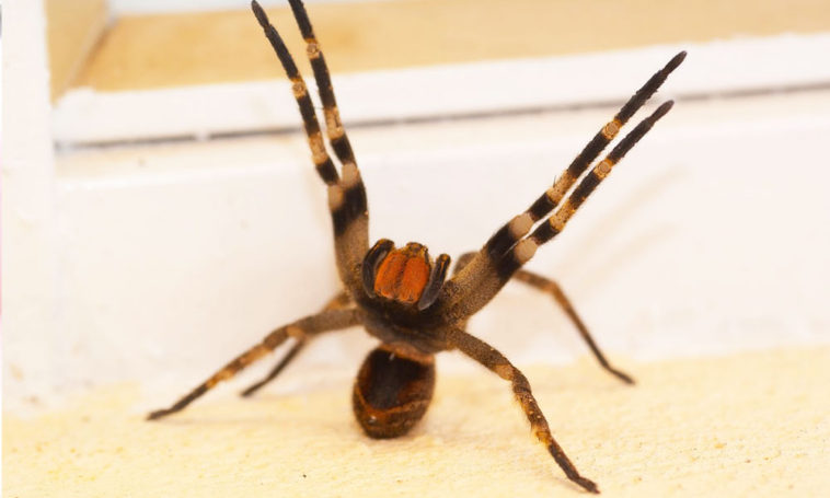 brazilian wandering spider antidote