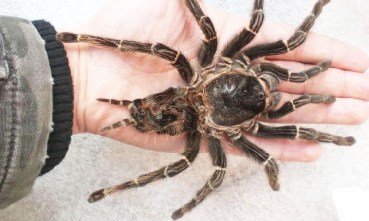 20 Most Dangerous Venomous Spiders of the World's - Page 9 of 20 - 10