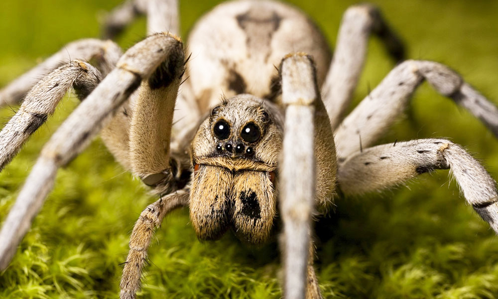 wolf spiders 1