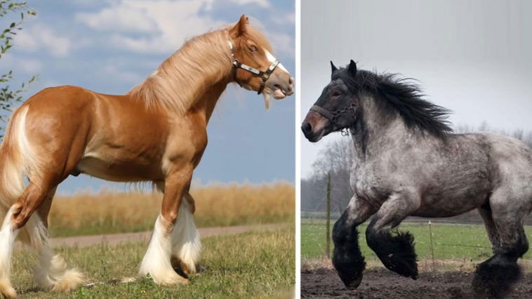 largest horse breed