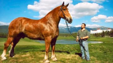 Biggest Horse Breeds